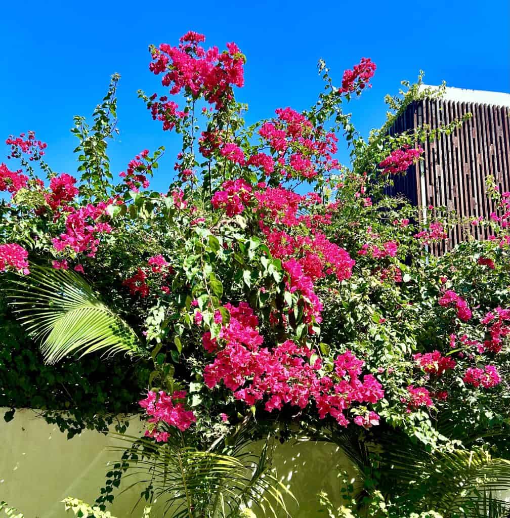 flowers in turks and caicos