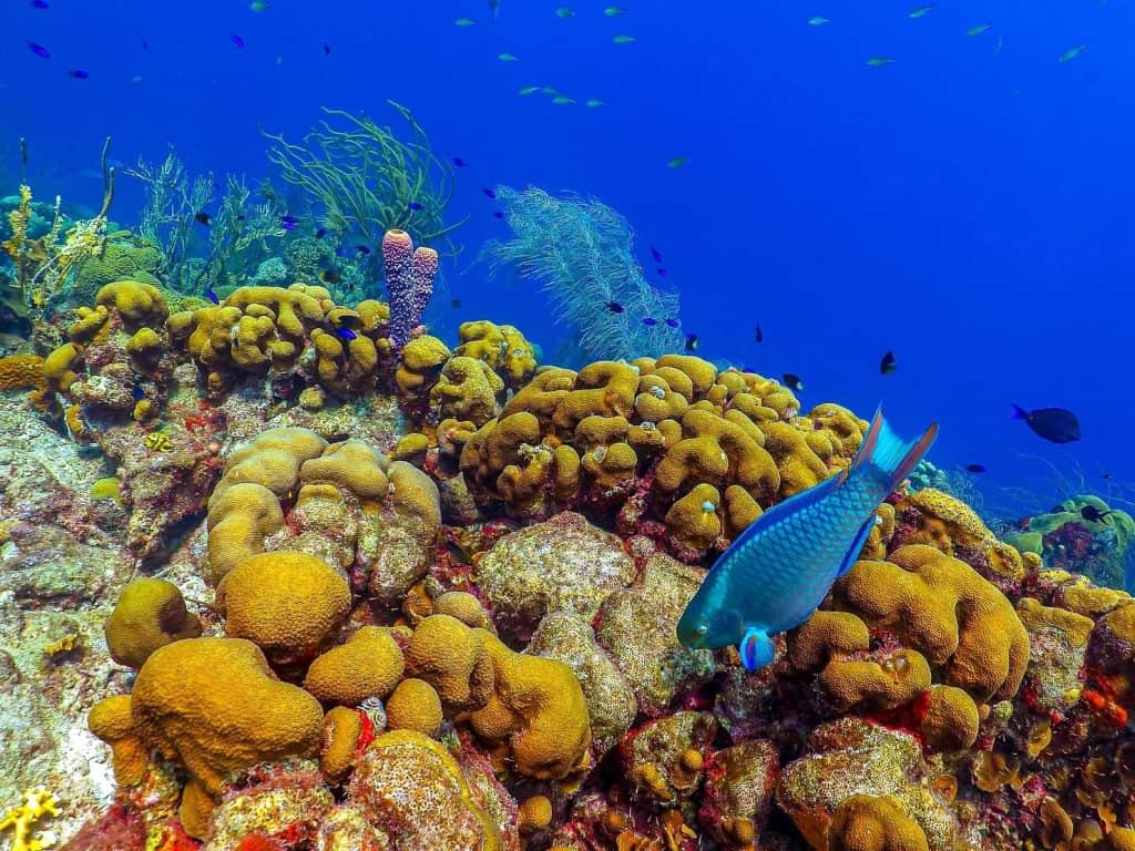 Coral Gardens Bight Reef snorkeling turks and caicos