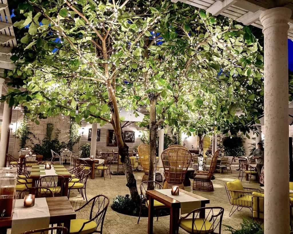 Almond Tree Top 10 Best Restaurants in Turks and Caicos: Ultimate Dining Guide to Providenciales