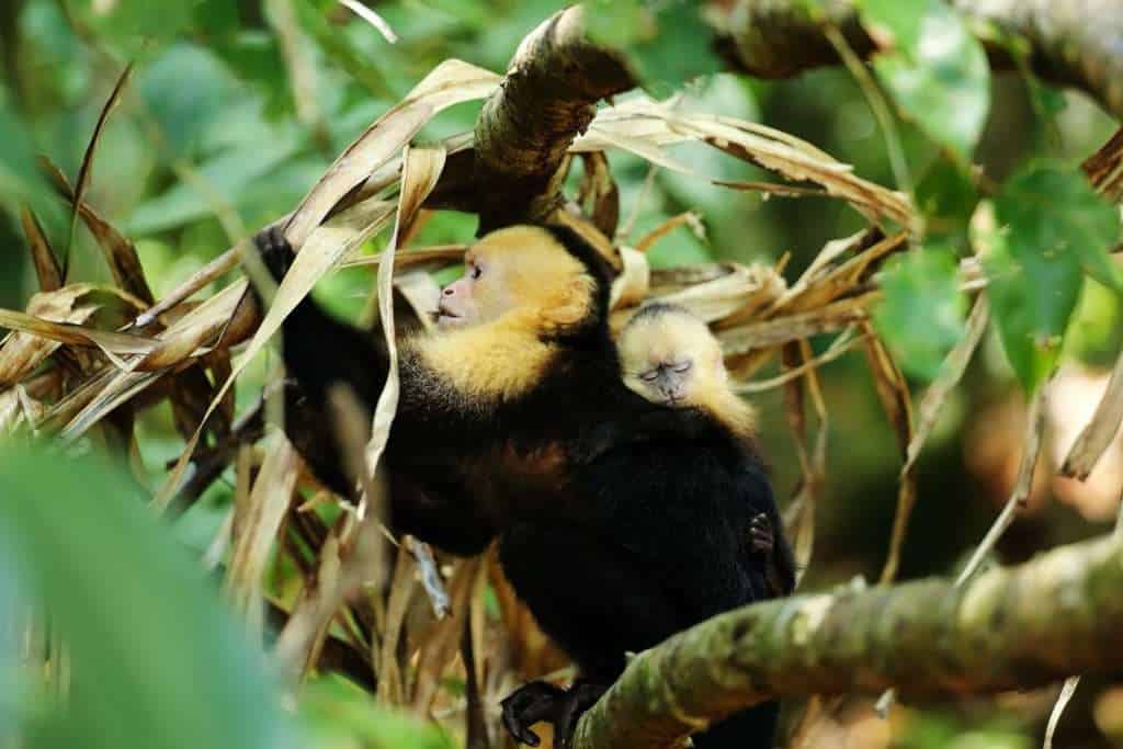 manuel antonio costa rica